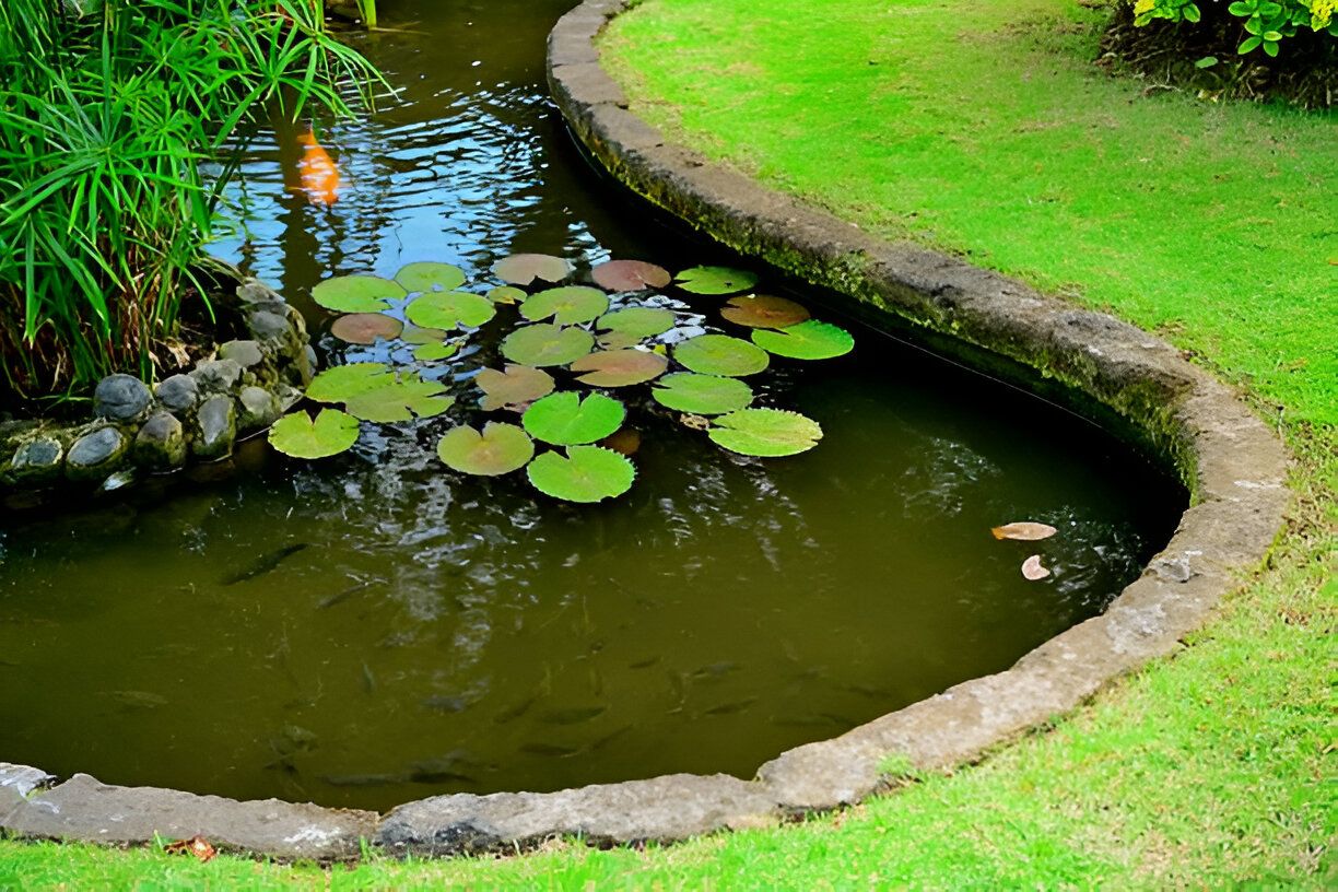 Pond Ecosystem