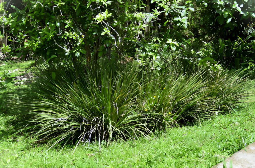 Lomandra Longifolia Care Made Simple Lomandra Longifolia