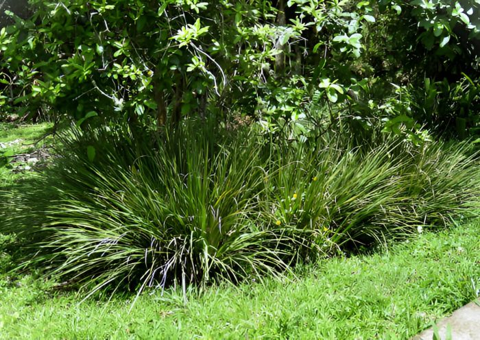 Lomandra Longifolia