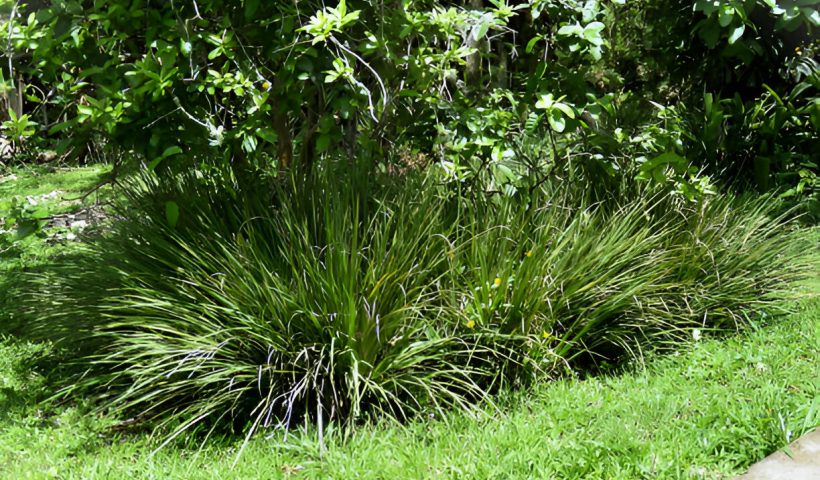 Lomandra Longifolia