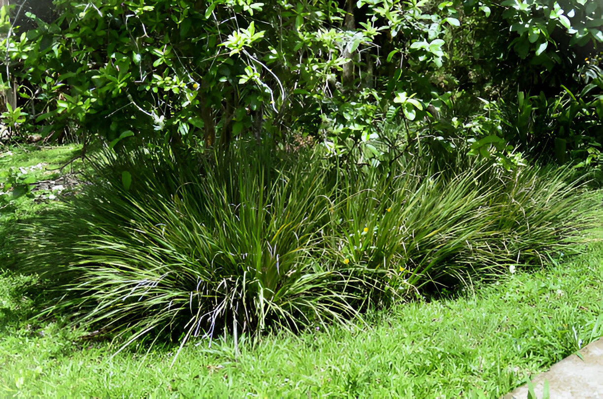 Lomandra Longifolia