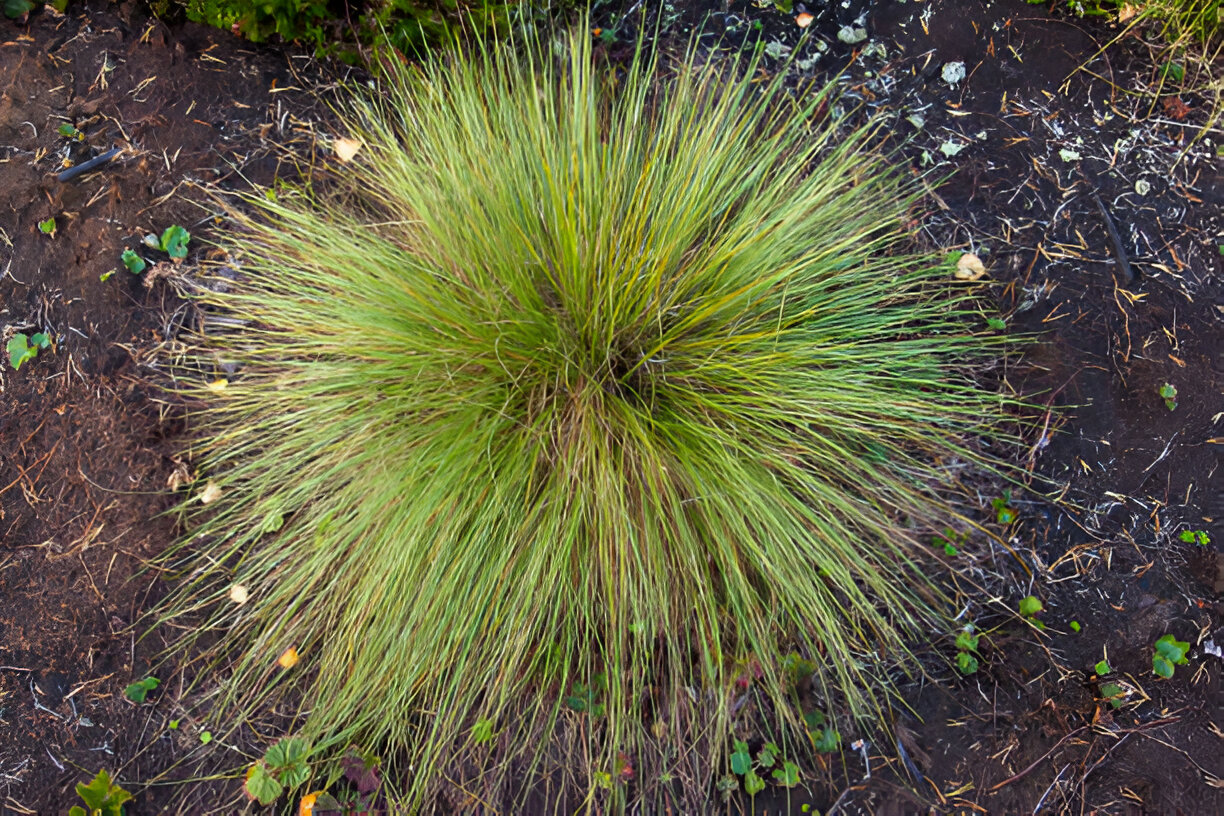 Lomandra Longifolia